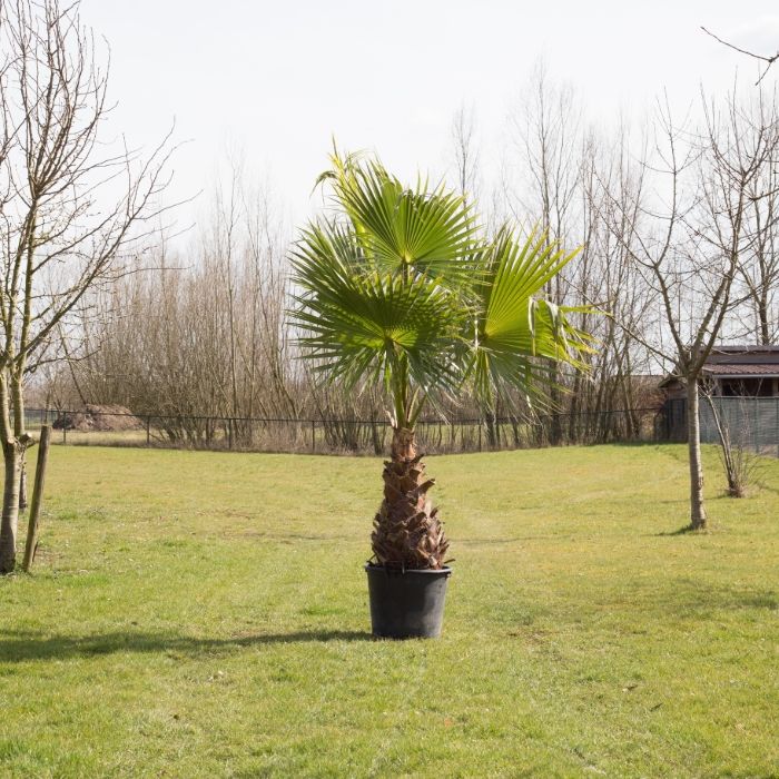 Washingtonia Robusta