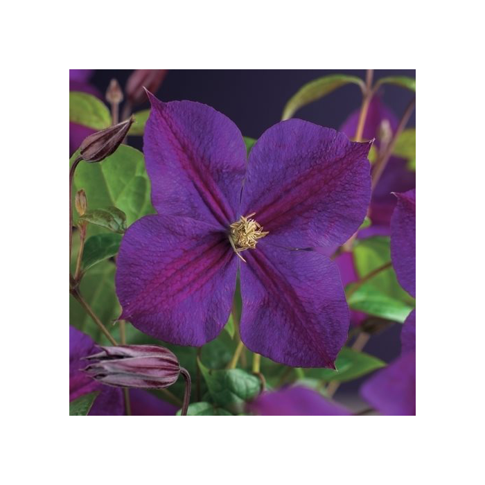 Clematis 'Star of India'