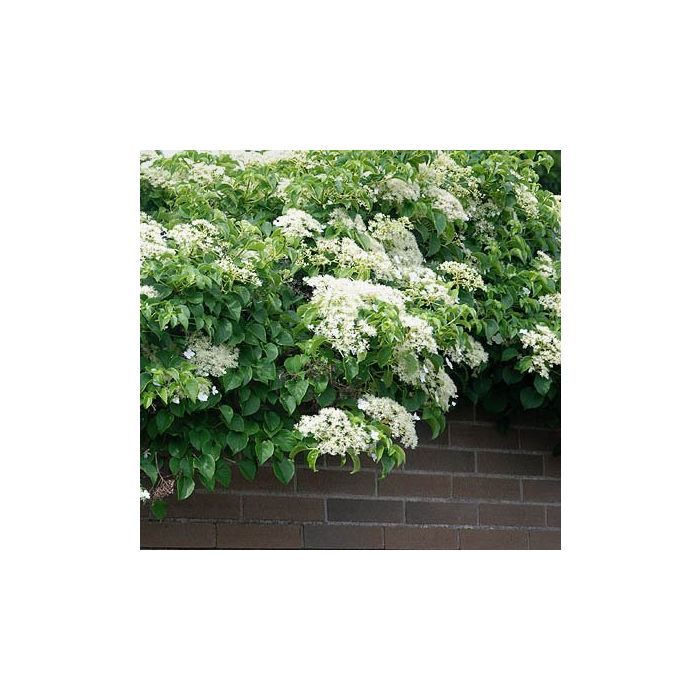 Hydrangea Anomala Petiolaris