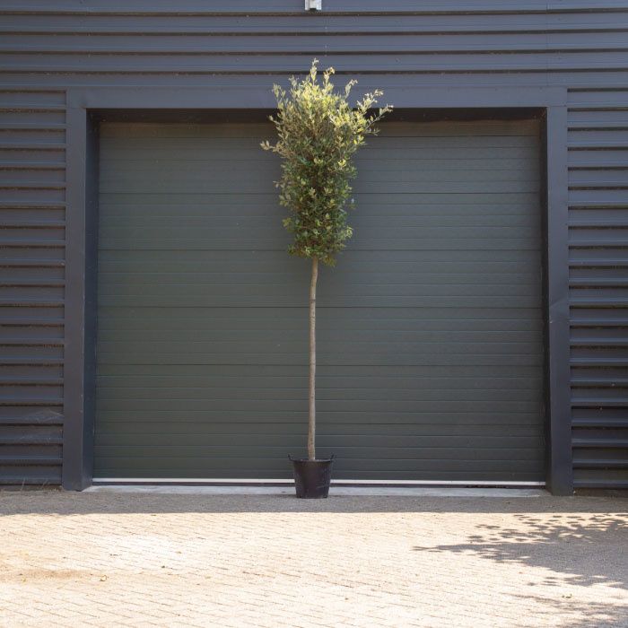 Quercus Ilex