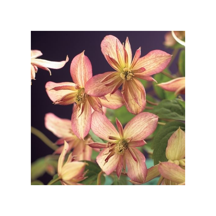 Clematis montana 'Marjorie'