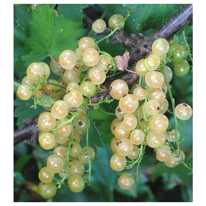 Ribes rubrum 'White Pearl'