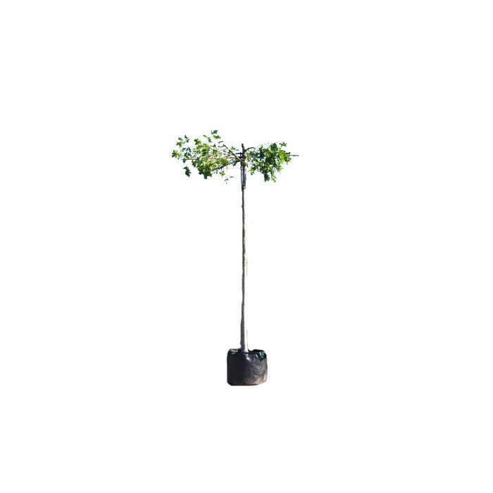 Quercus Palustris - kruisdak