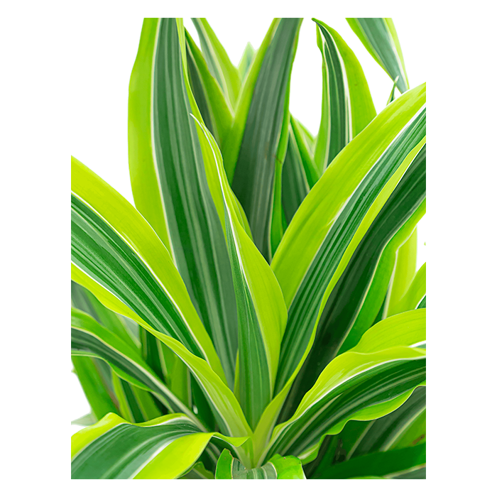 Dracaena Lemon Lime