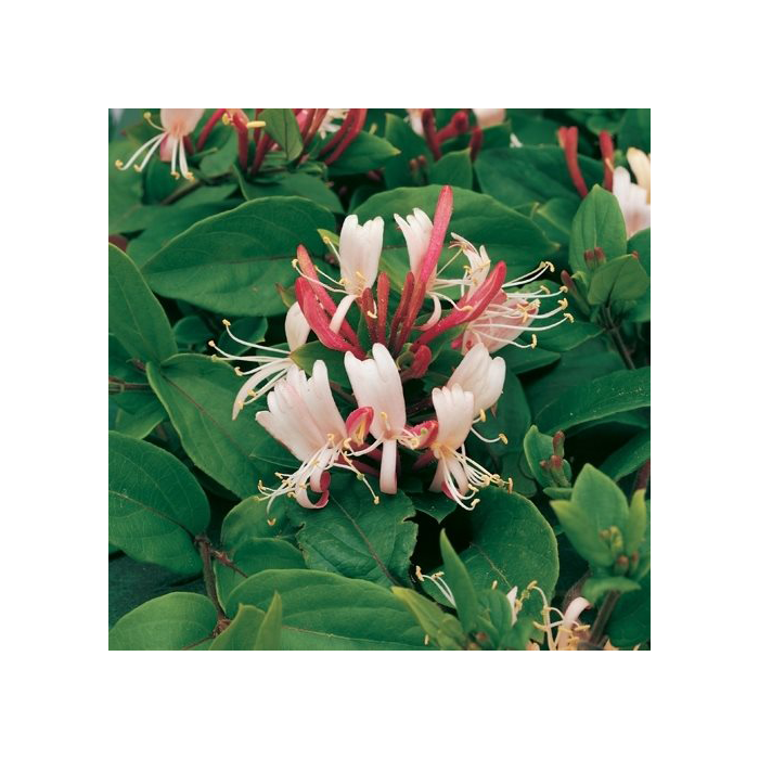 Lonicera japonica 'Red World'