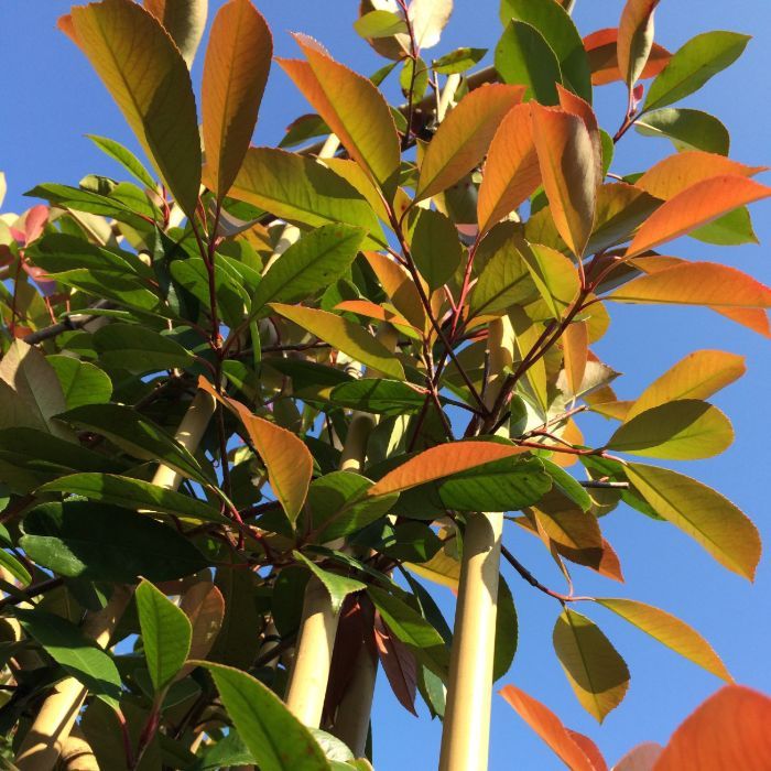 Photinia Fraseri Red Robin - leiboom