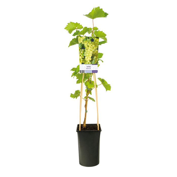 Vitis vinifera 'Bianca'