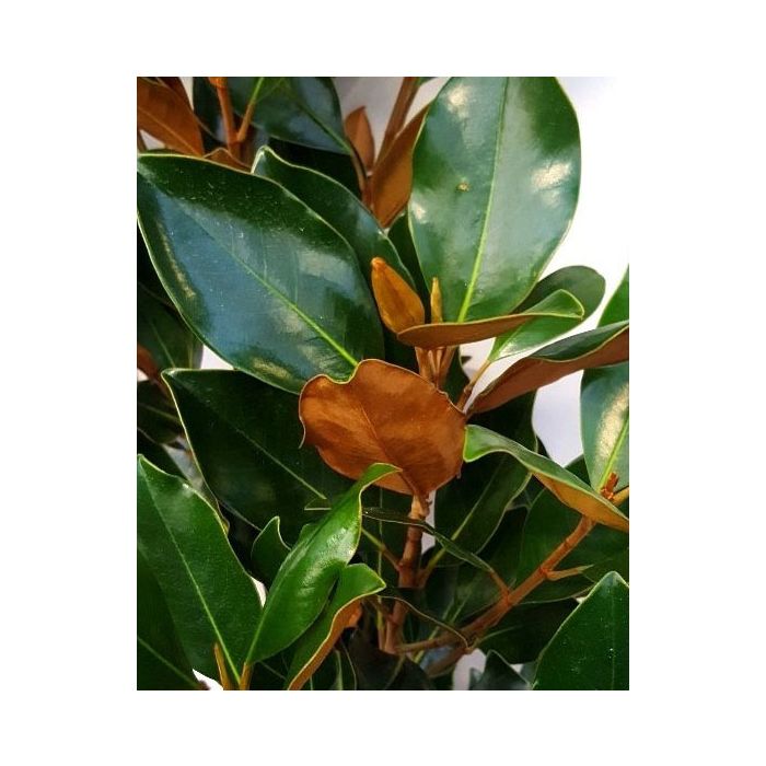 Magnolia Grandiflora