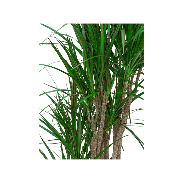 Dracaena Marginata vertakt in watergevende Rondo bruin