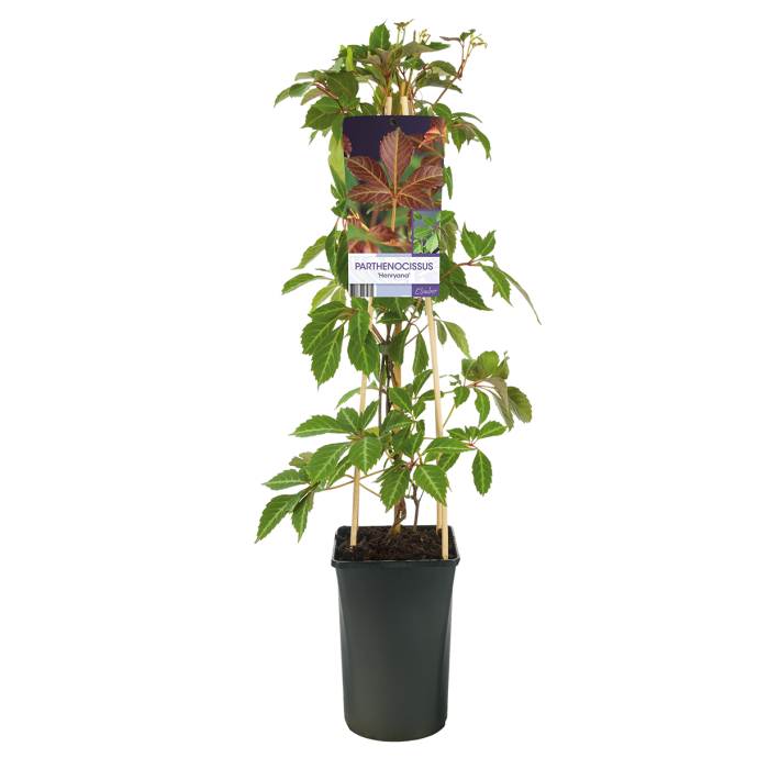 Parthenocissus henryana