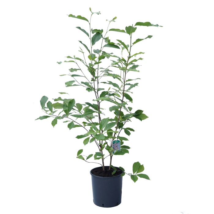 Magnolia soulangeana