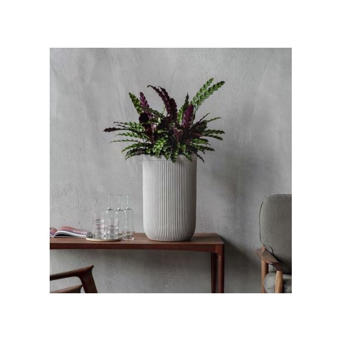 Calathea Rufibarba