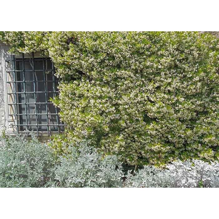 Trachelospermum jasminoides