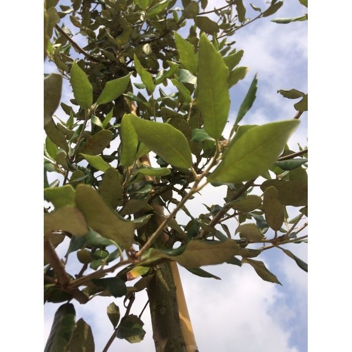 Quercus Ilex
