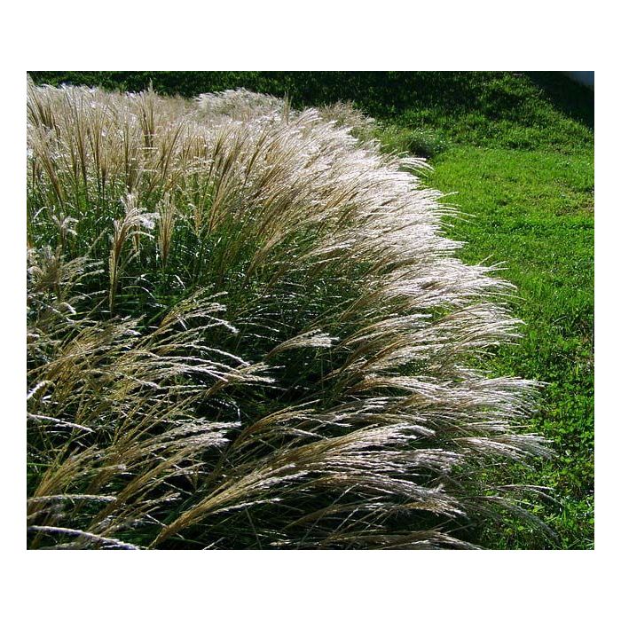Miscanthus sinensis 'Herman Mussel'