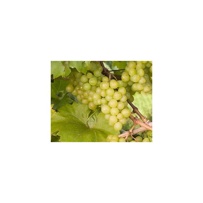 Vitis vinifera 'Phoenix' Witte druif
