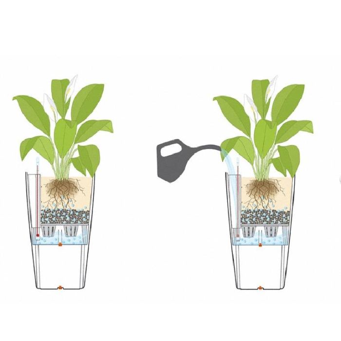 Dracaena Marginata vertakt in watergevende Rondo bruin