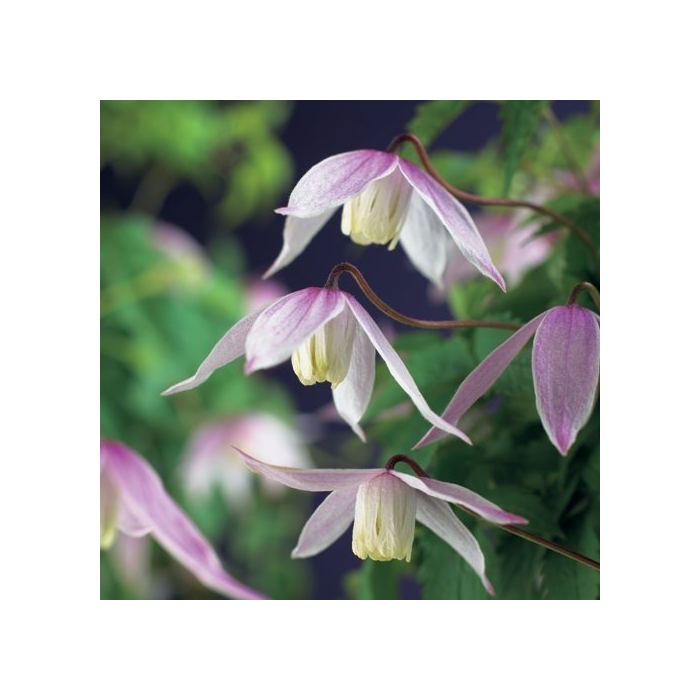 Clematis alpina 'Willy'