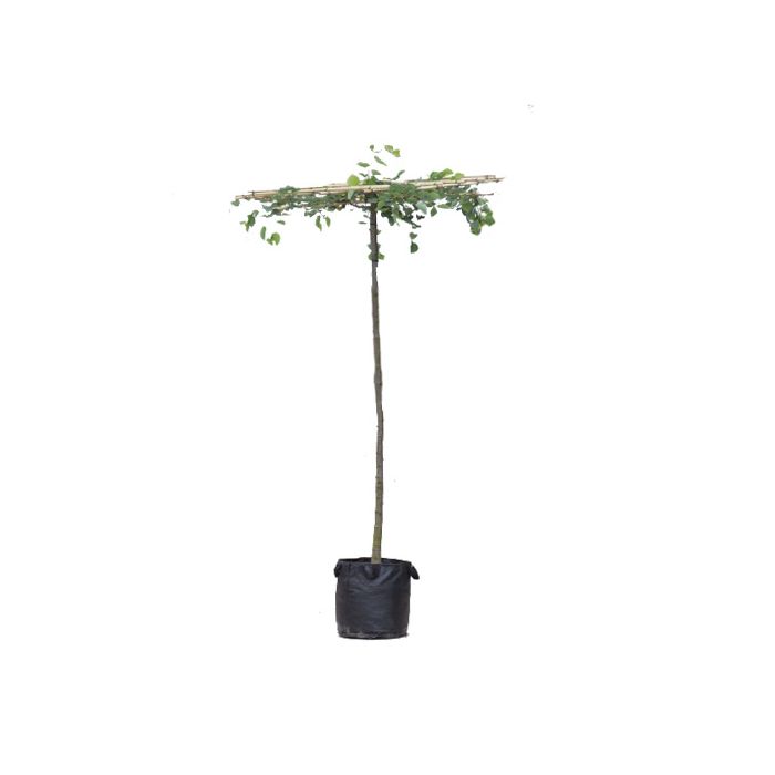 Tilia Europaea - vierkant dak