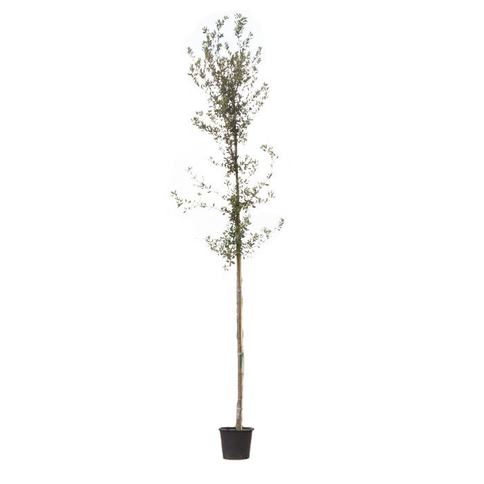 Quercus Ilex
