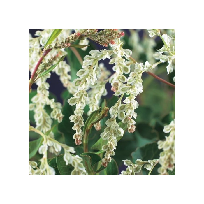 Fallopia aubertii