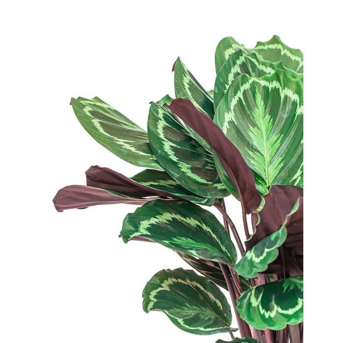 Calathea Medaillon in watergevende Classico antraciet