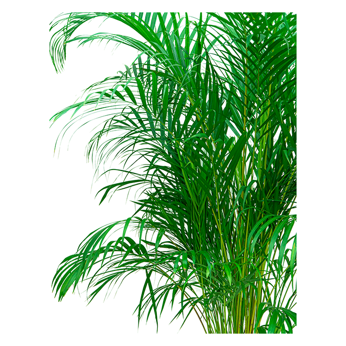 Areca Lutescens in Urban Loft antraciet