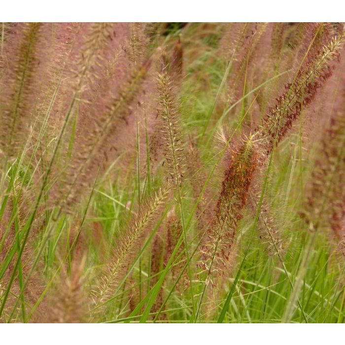 Pennisetum alopecuroides 'Hameln'