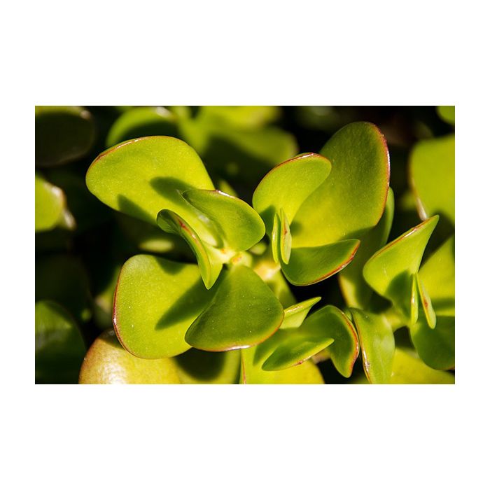 Crassula Ovata Sunset