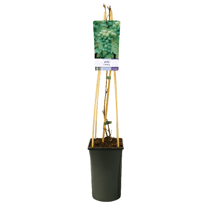 Vitis vinifera 'Riesling'