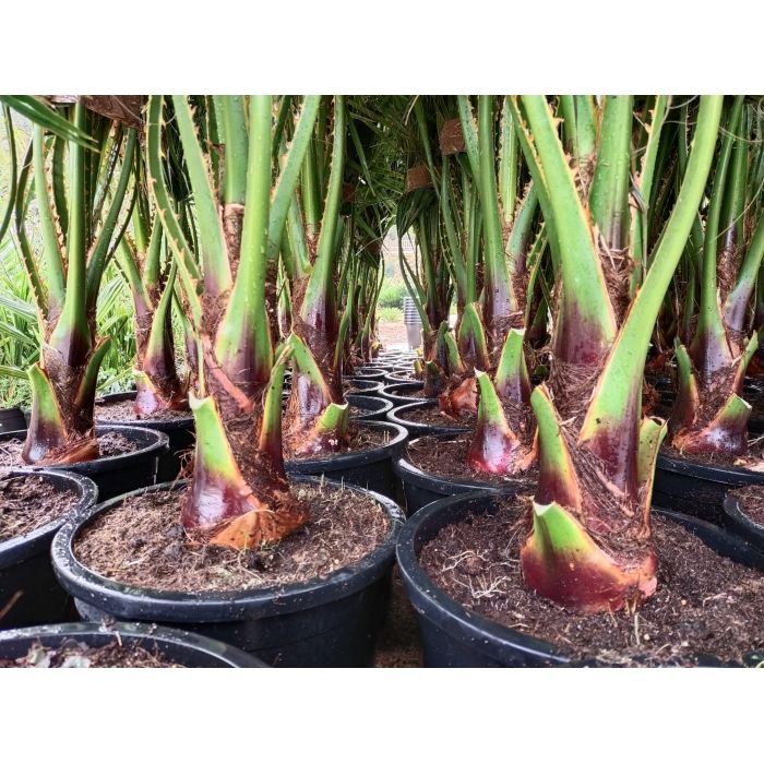 Washingtonia Robusta