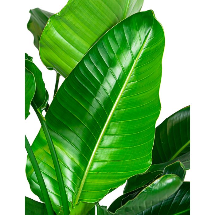 Strelitzia Nicolai in Lux Retro Egg goud