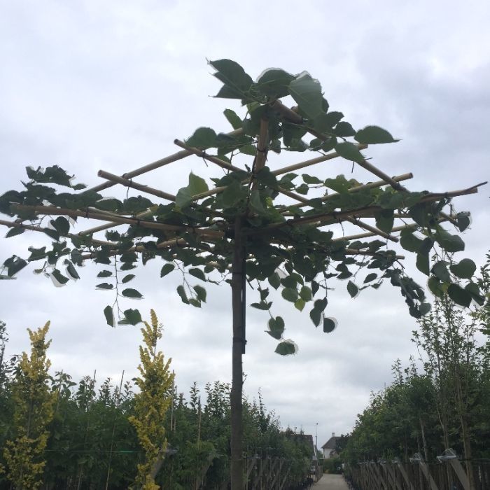 Tilia Europaea - vierkant dak