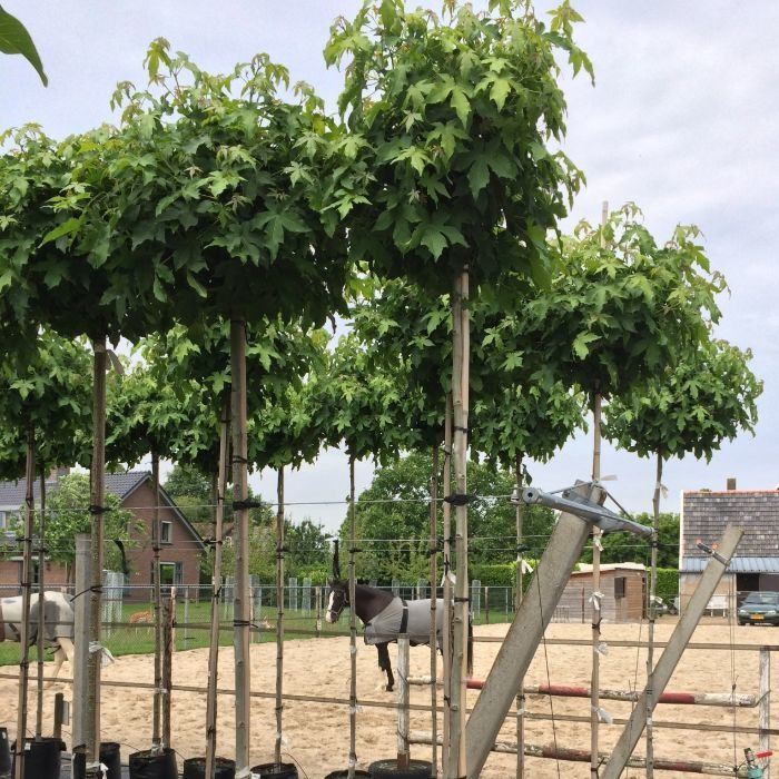 Liquidambar Styraciflua Gum Ball