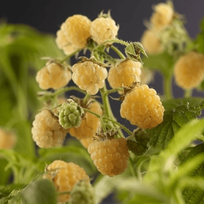 Rubus idaeus 'Fallgold'