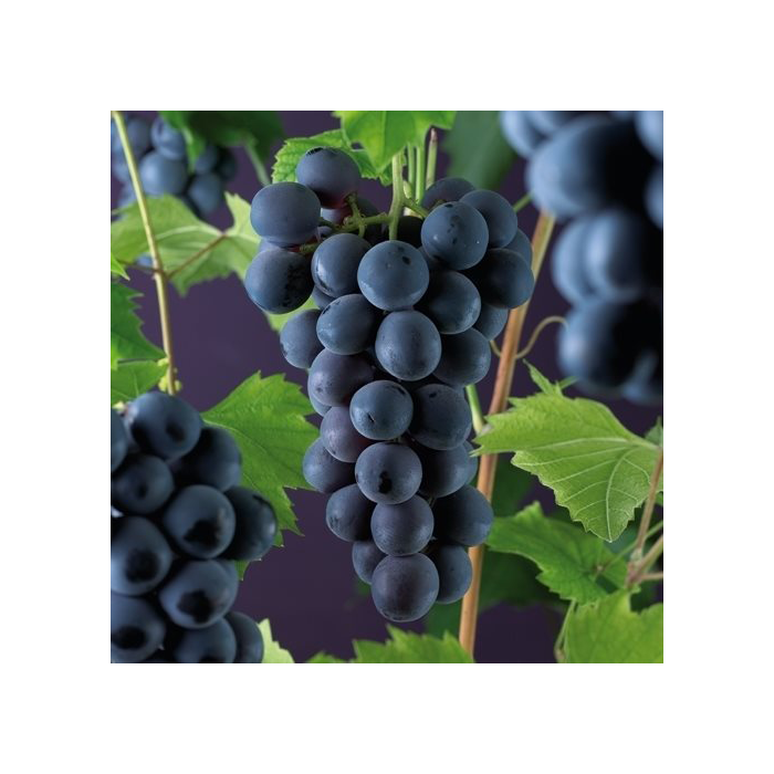 Vitis vinifera 'Rembrandt'
