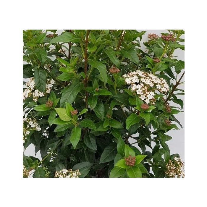 Viburnum tinus