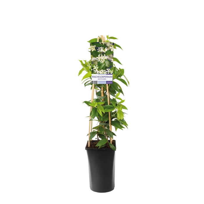 Trachelospermum jasminoides