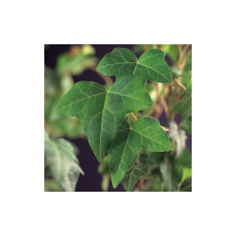 Hedera Helix