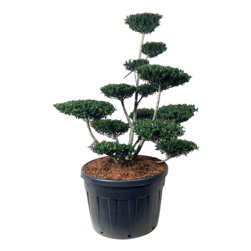 Ilex crenata 'Green Hedge' - bonsai