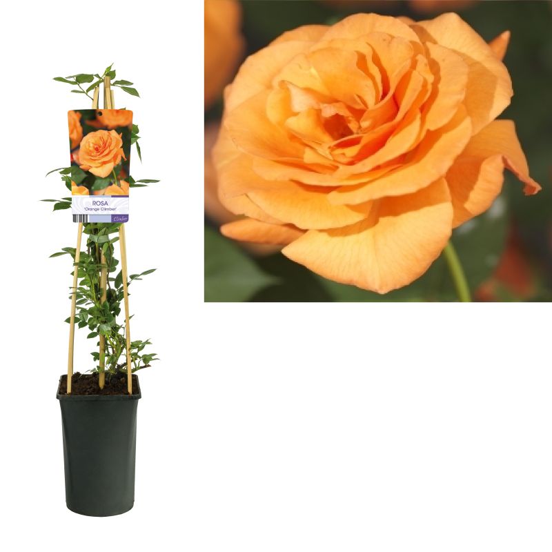 Rosa 'Orange Climber'