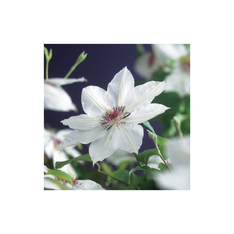 Clematis patens 'Miss Bateman'