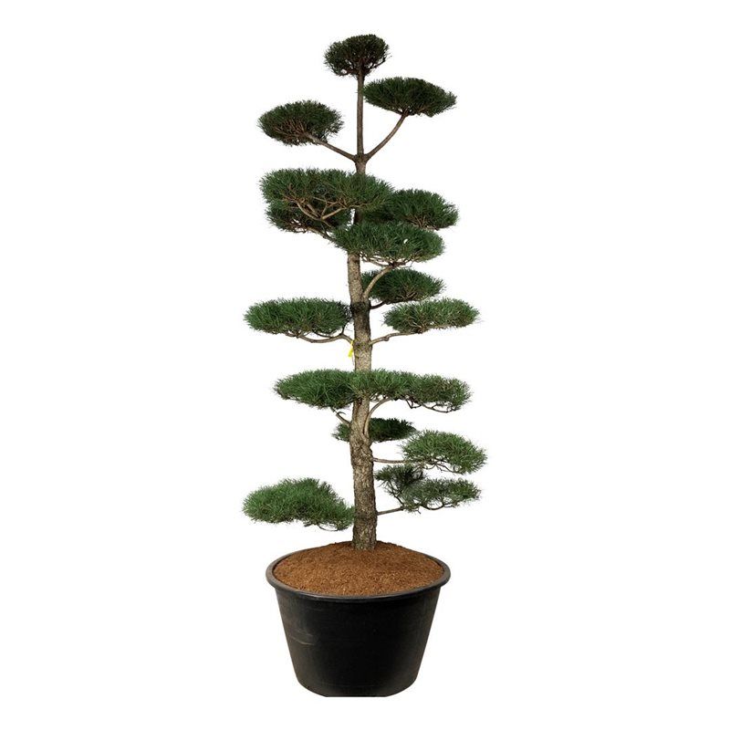 Pinus nigra nigra - bonsai