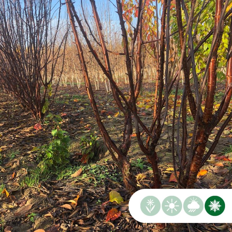 Prunus serrula - meerstammig
