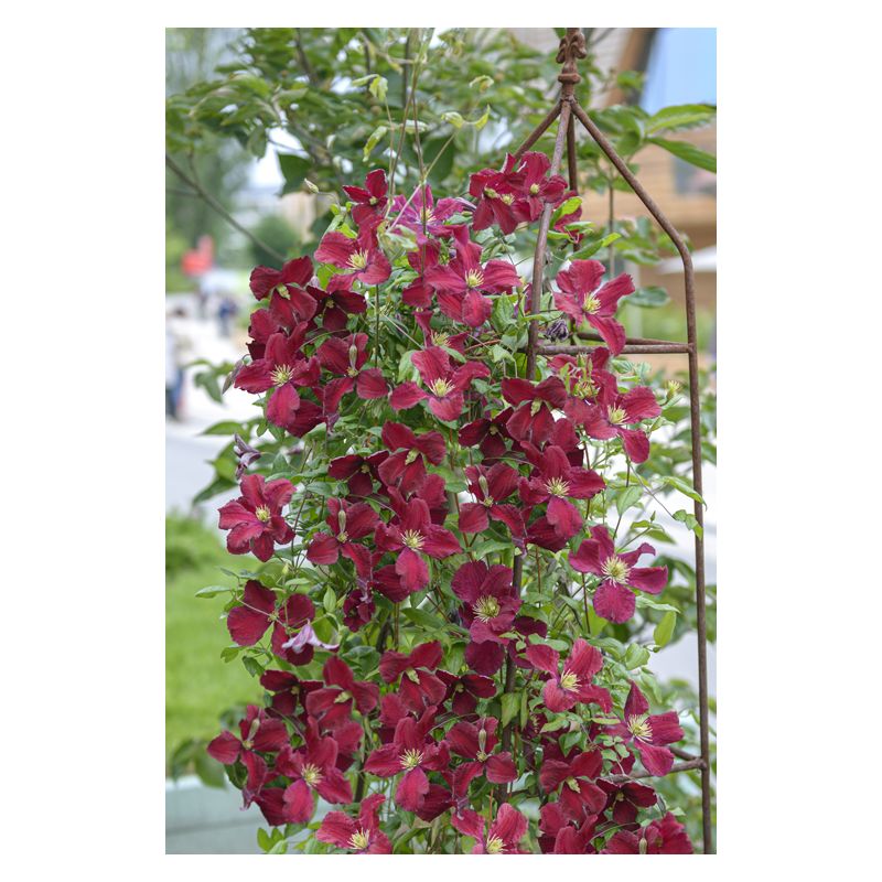 Clematis vit. Vitiwester