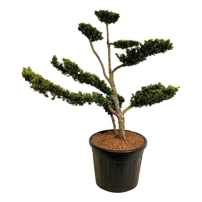 Taxus Cuspidata Nana - bonsai