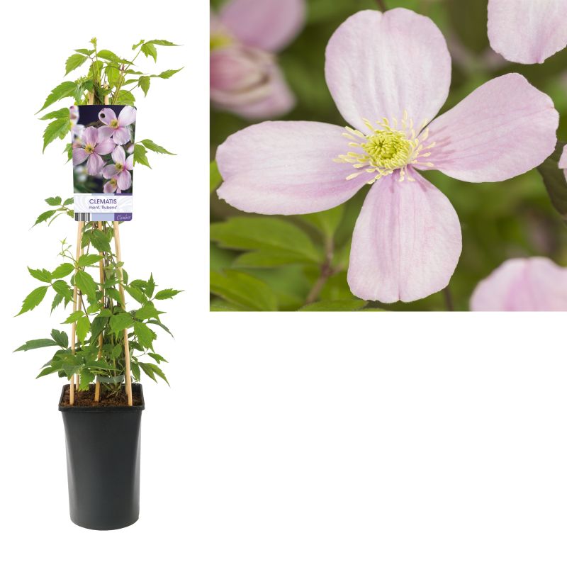 Clematis Rubens