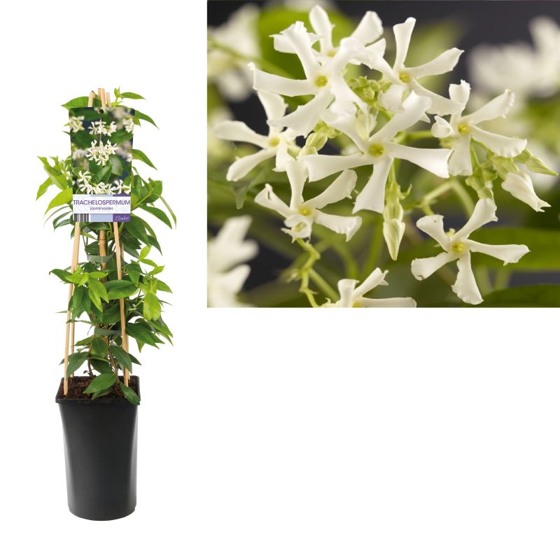 Trachelospermum jasminoides