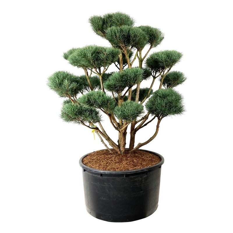 Pinus Sylvestris 'Watereri' - bonsai