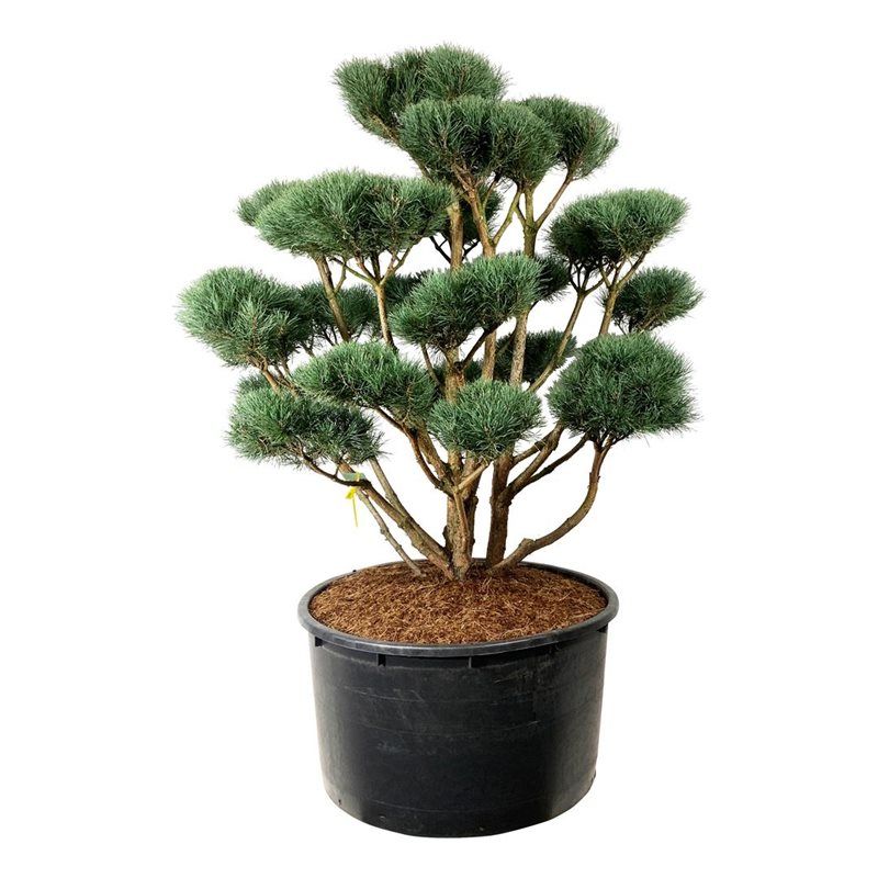 Pinus Watereri - bonsai